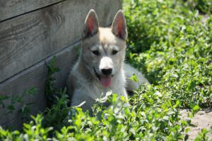 DSC04582a.jpg