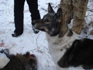 Охотница на кабанов