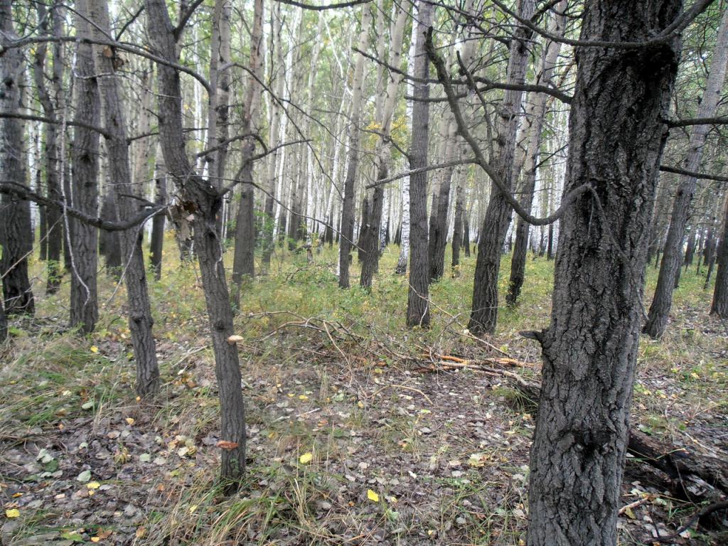 В лесу.