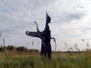 Приметное дерево у прохода на воду на озере