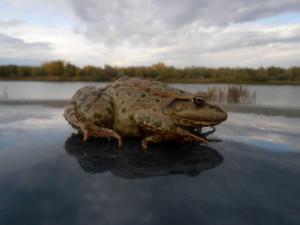 Лягух