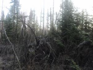 DSC07401