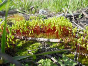 DSCN1468_1024