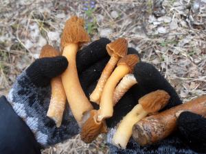 Грибы сморчки