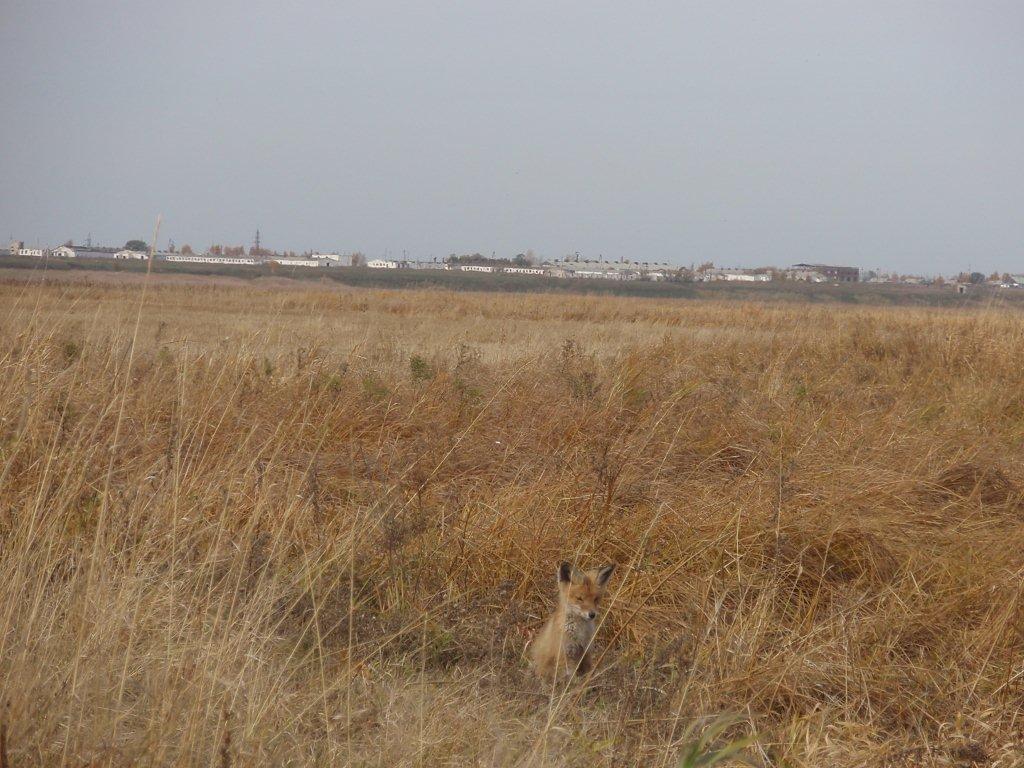 Лисёнок