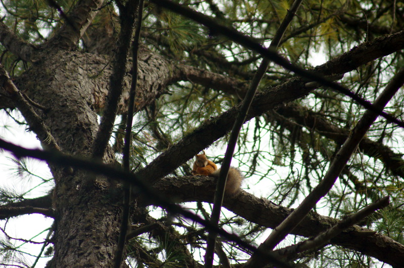 DSC09084.JPG