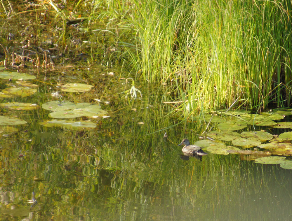 DSC09214.JPG
