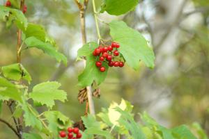 DSC09273.JPG