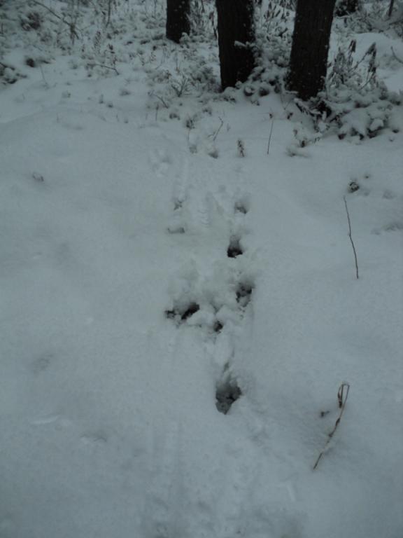 DSC00054.JPG