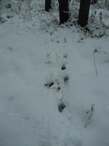 DSC00054.JPG