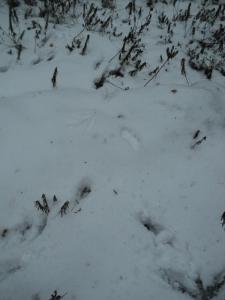DSC00109.JPG