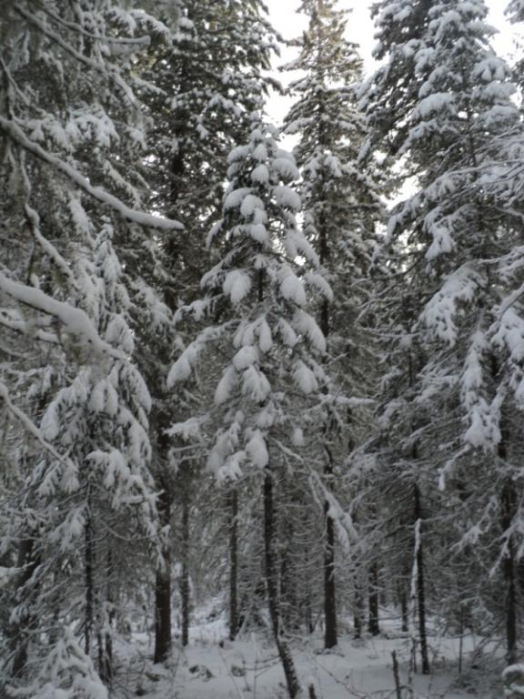 DSC00133.JPG