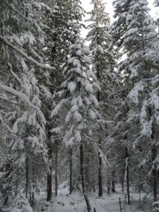 DSC00133.JPG