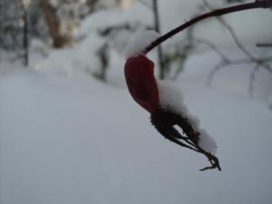 DSC00163.JPG