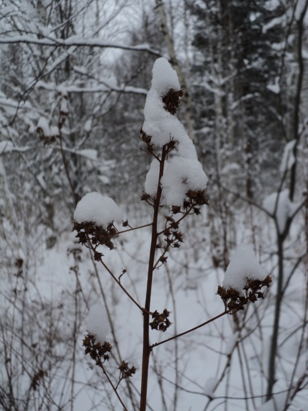 DSC00172.JPG