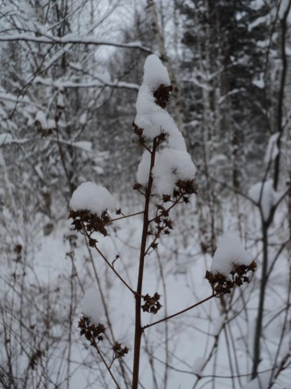 DSC00172.JPG
