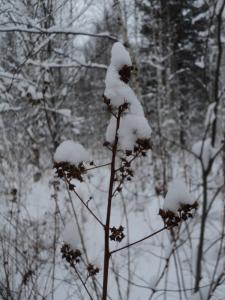 DSC00172.JPG