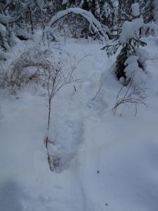 DSC00208.JPG