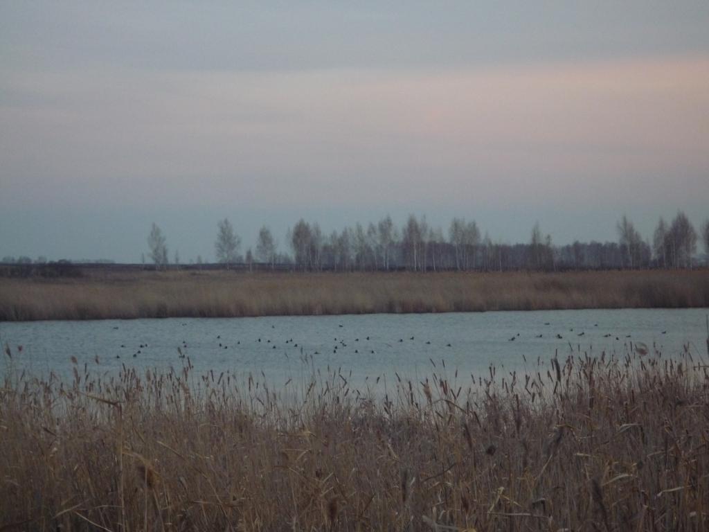 Утки