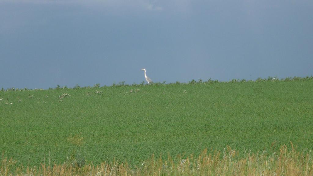 Журавль