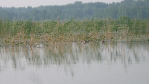 Уточки