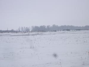 Лебеди за огородом