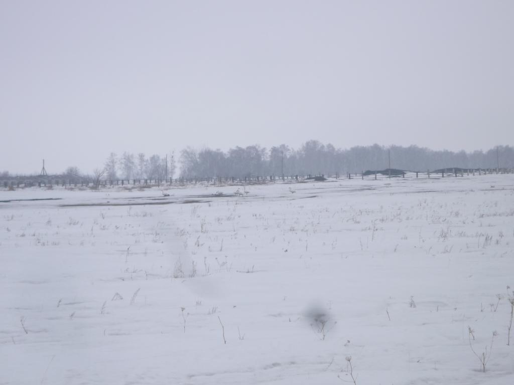 Лебеди за огородом