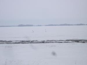 Лебеди в поле