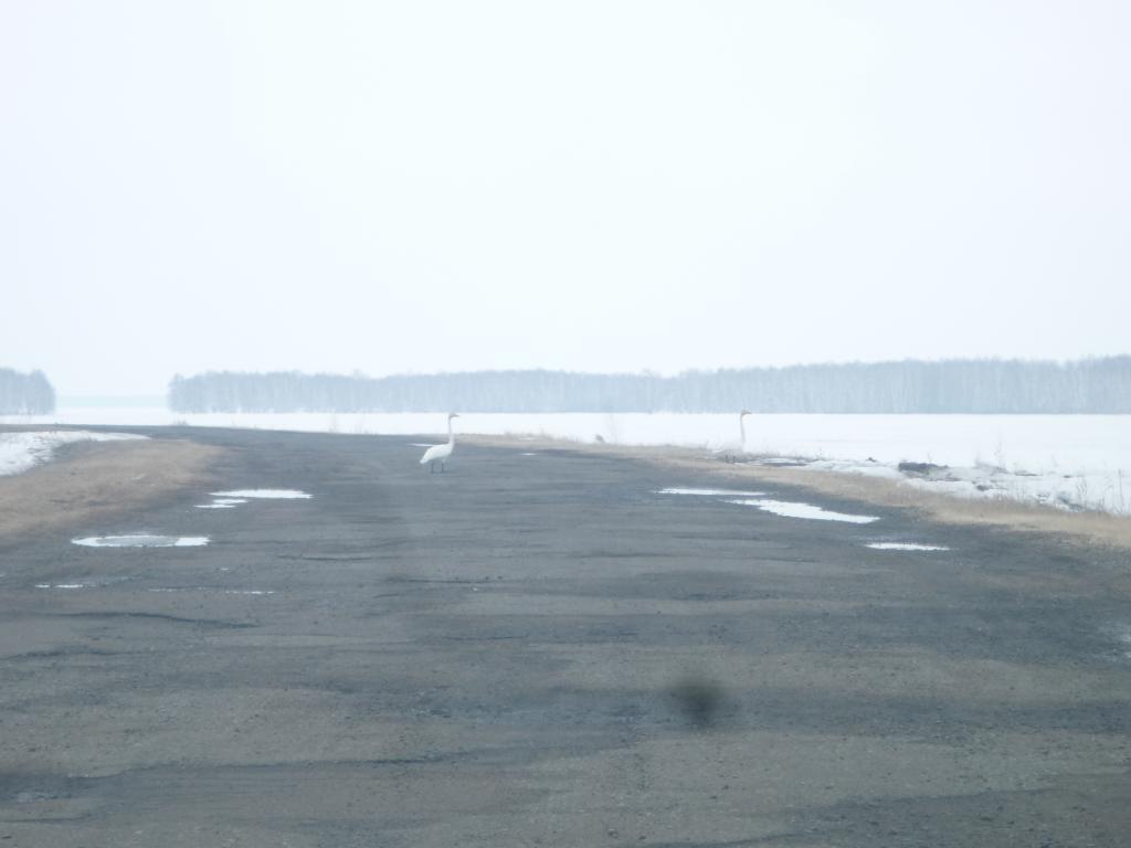 Лебеди
