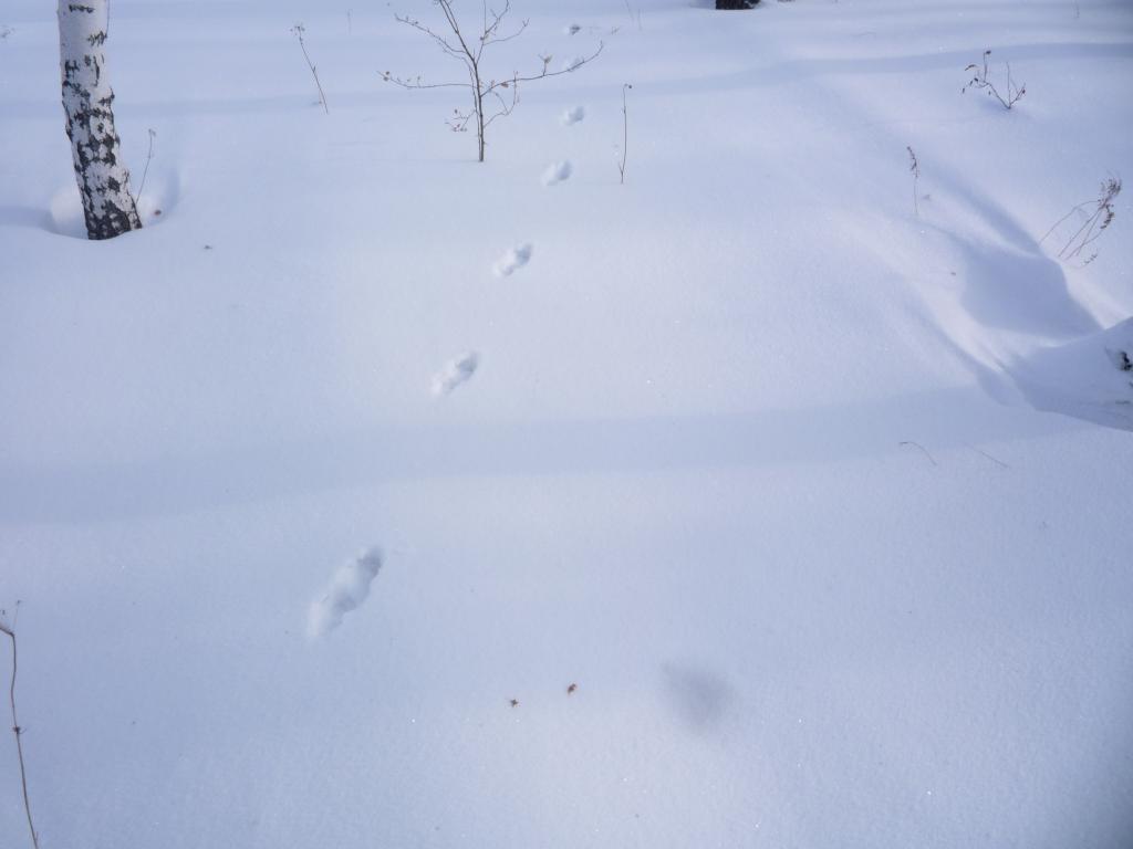 Куничка