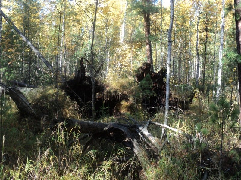 Тевризкий район 20.09.10 - 27.09.10