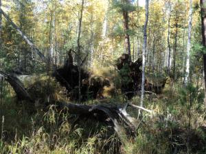 Тевризкий район 20.09.10 - 27.09.10