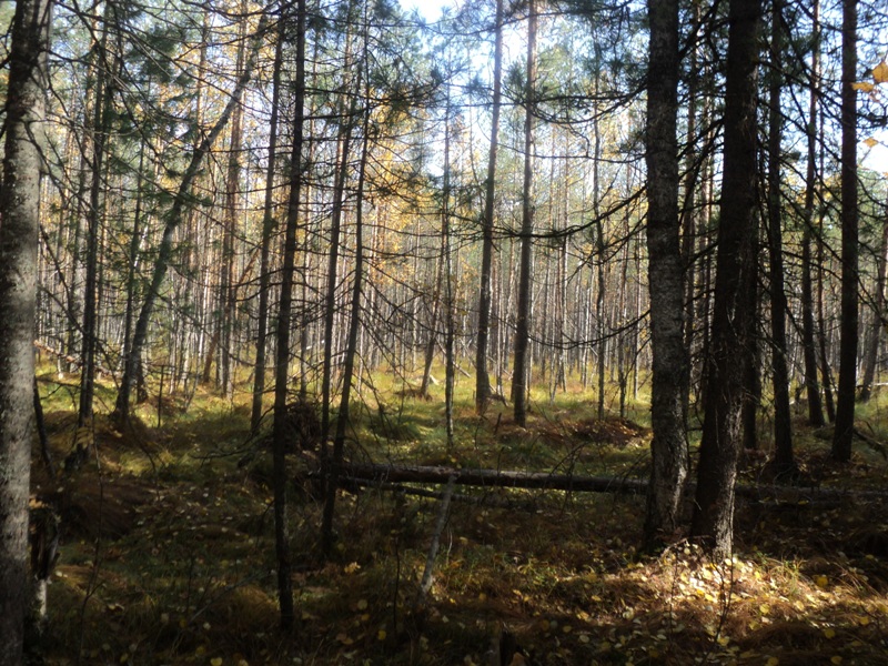 Тевризкий район 20.09.10 - 27.09.10