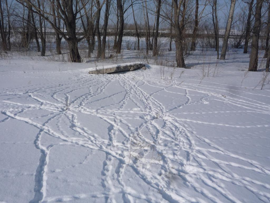 Куропатки все истоптали