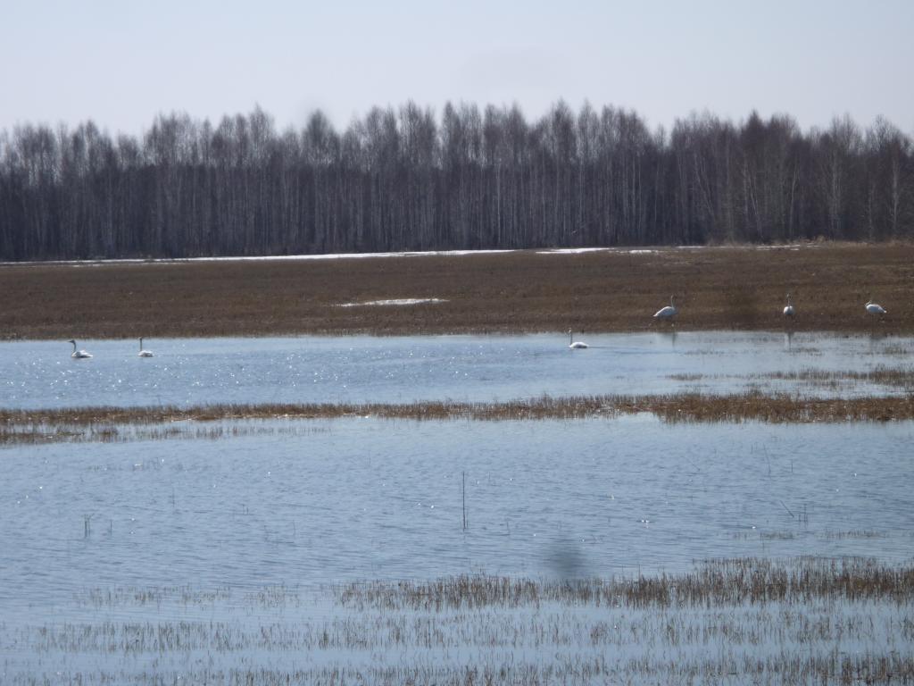 Лебеди