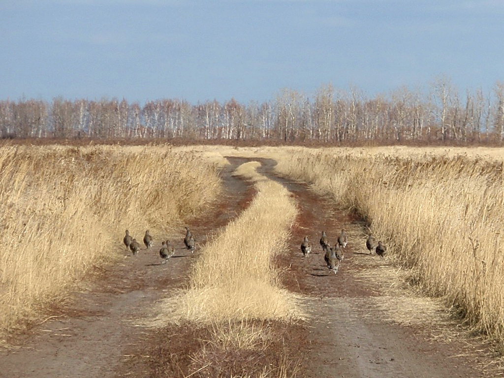 Куропатка серая, краснокнижная.