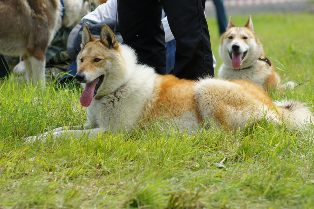DSC08556.JPG