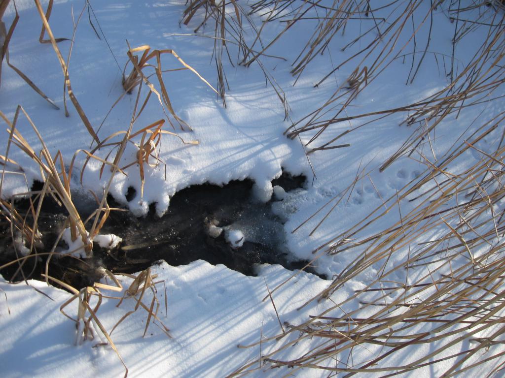 Водопой