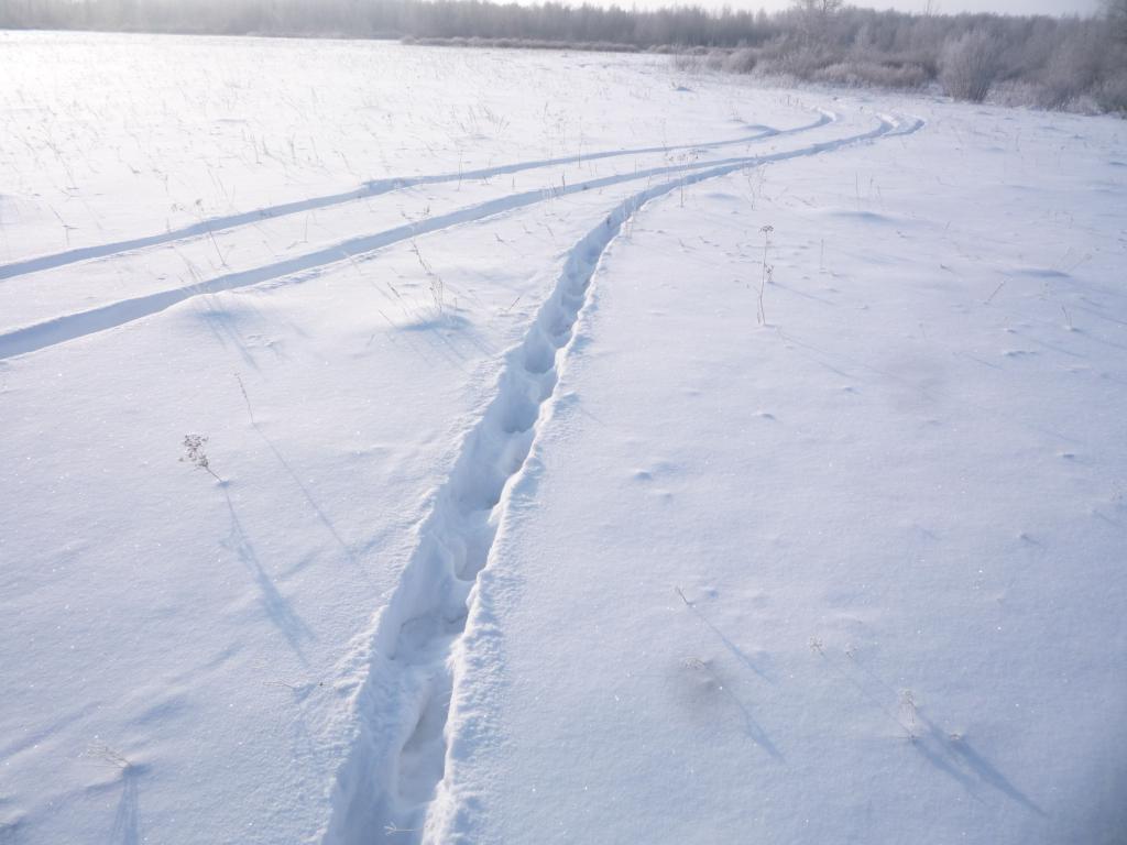 Зима 2014-2015. Кабанчики прошли.