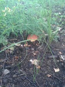20140720_100636_resized