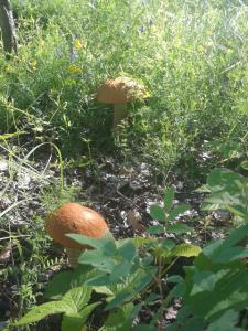 20140720_104834_resized