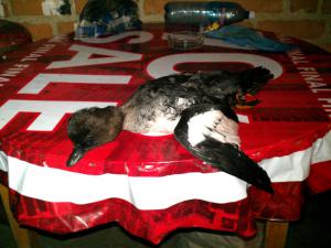 IMG_20150919_205248