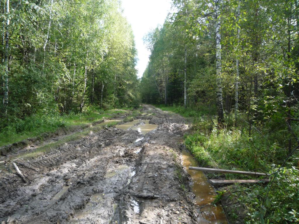 Тевризский район. Август 2016. 