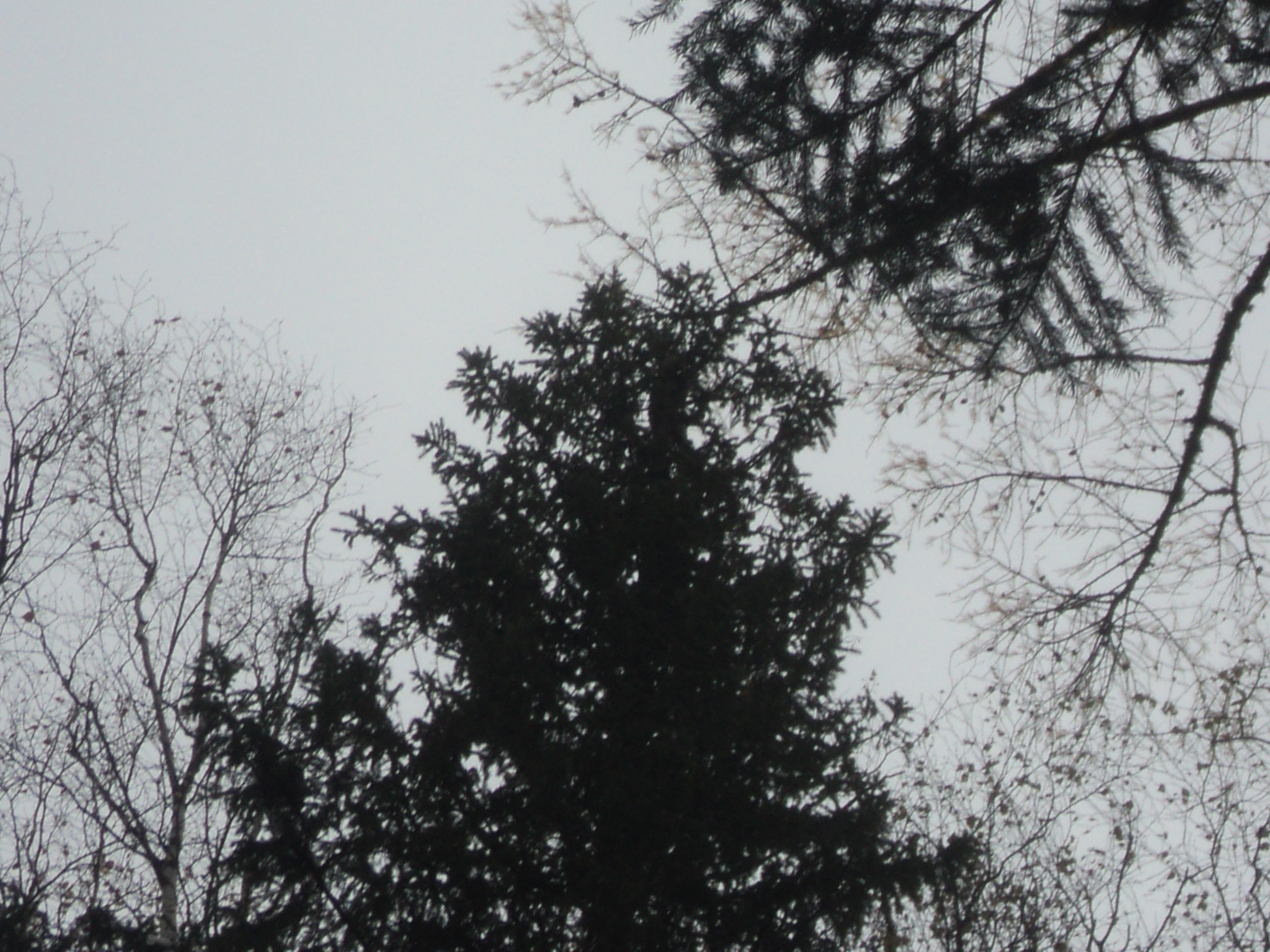 DSC00390.JPG