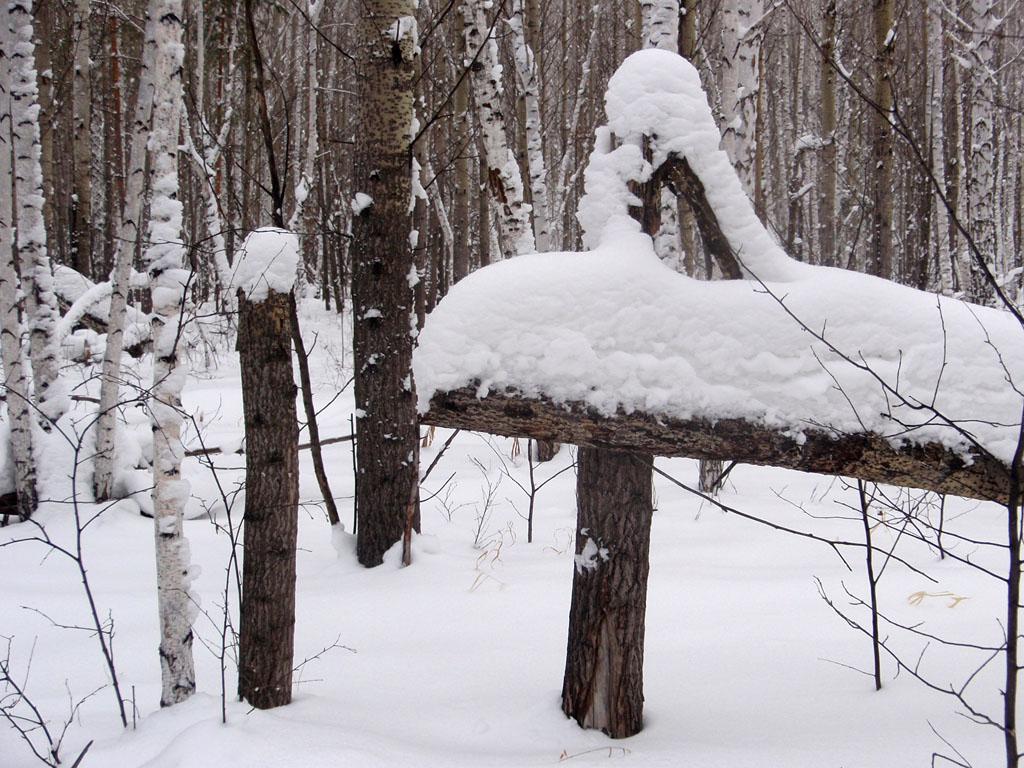 В зимнем лесу.