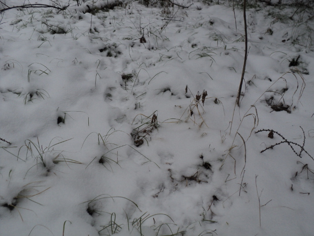 DSC03175.JPG