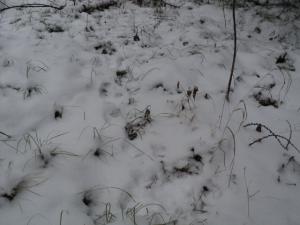 DSC03175.JPG