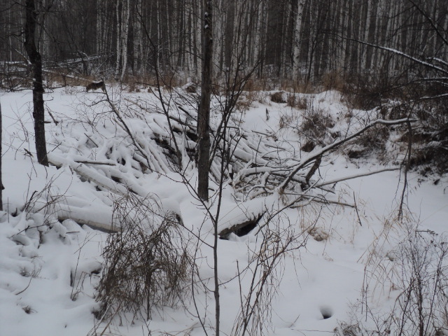 DSC03220.JPG