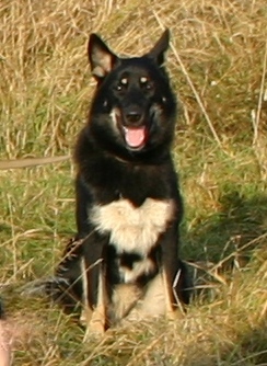 харза 111