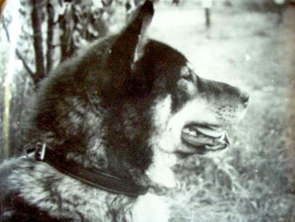 ВСЛ